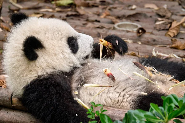 Giant Panda Bear w Chinach — Zdjęcie stockowe