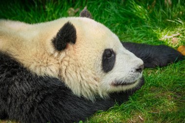 Çin'deki Dev Panda ayısı