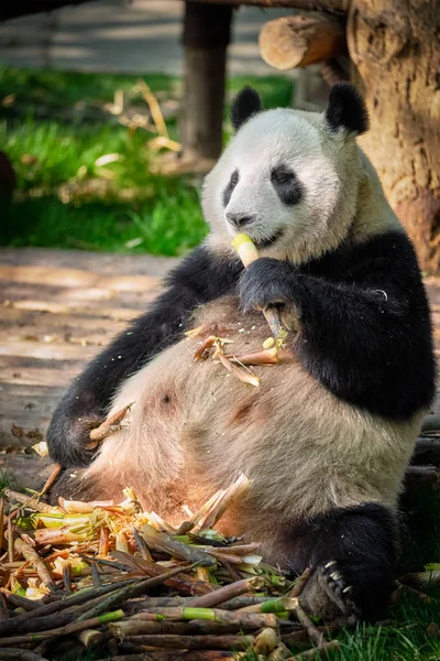 Giant panda bear in China