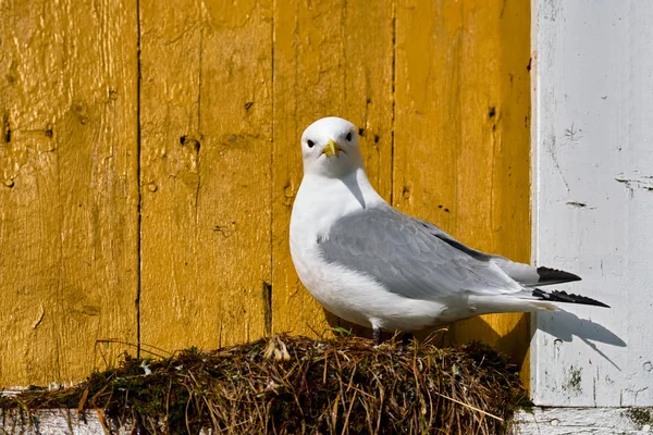 Seagull bird close up — Stock Photo, Image