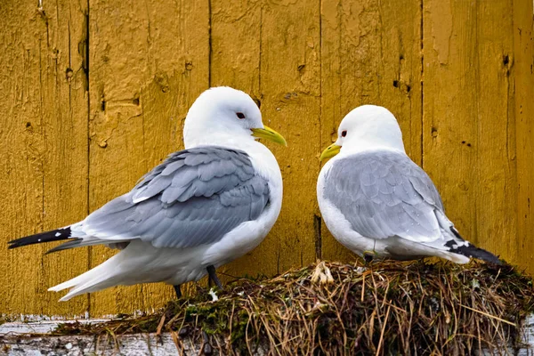 かもめ鳥をクローズ アップ — ストック写真