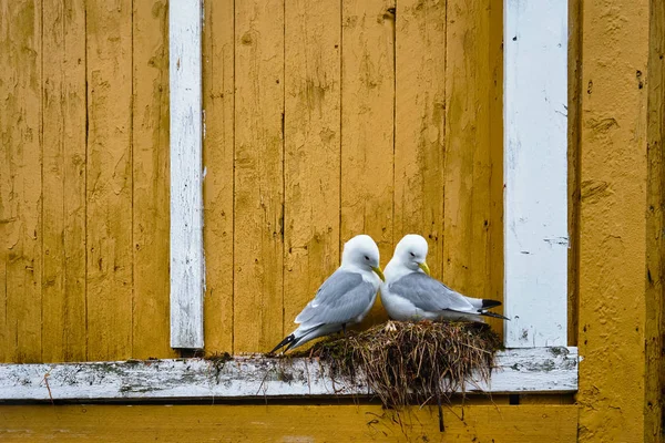 갈매기 새 가까이 — 스톡 사진