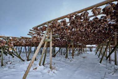 Pul stockfish için kurutma cod kışın balık. Lofoten Adaları,