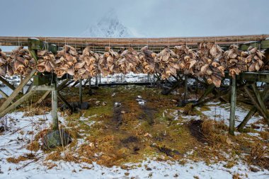 Pul stockfish için kurutma cod kışın balık. Lofoten Adaları,