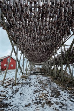 Pul stockfish için kurutma cod kışın balık. Lofoten Adaları,