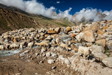 Himalaya PAŞMİNA koyun sürüsü