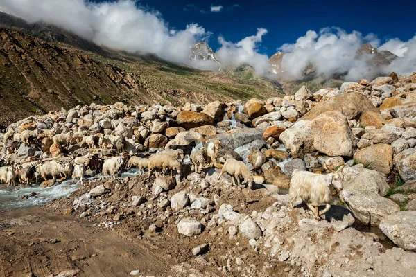 Besättningen av Pashmina får i Himalaya — Stockfoto