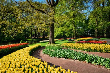 Netherlan, Keukenhof çiçek bahçesinde çiçek açan laleler.