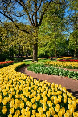 Netherlan, Keukenhof çiçek bahçesinde çiçek açan laleler.
