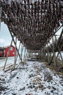 Pul stockfish için kurutma cod kışın balık. Lofoten Adaları,
