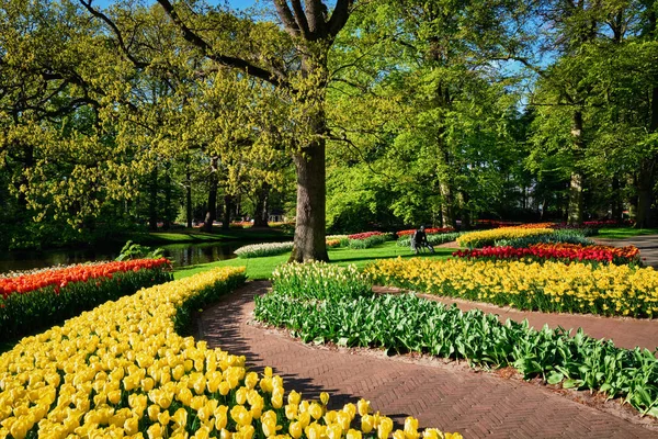 荷兰基肯霍夫花园盛开的郁金香花坛 — 图库照片