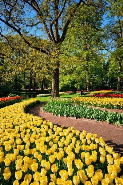 Jardins de fleurs de tulipes en fleurs à Keukenhof, Pays-Bas — Photo