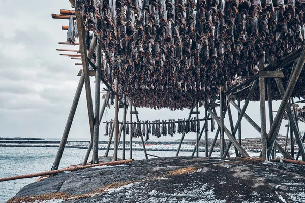 Flocons de séchage pour les poissons de stock de morue en hiver. Îles Lofoten , — Photo