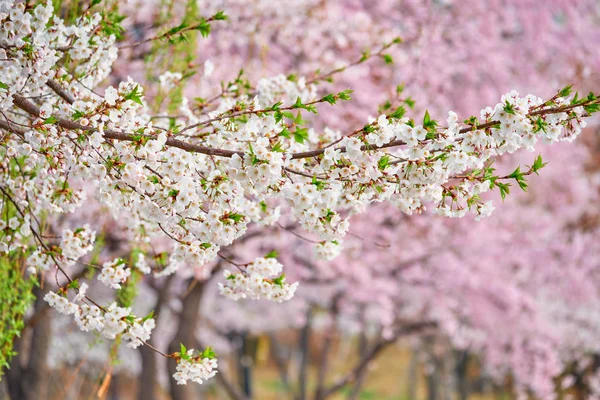 Ανθισμένα Sakura Cherry Blossom Κοντά Φόντο Την Άνοιξη Νότια Κορέα — Φωτογραφία Αρχείου