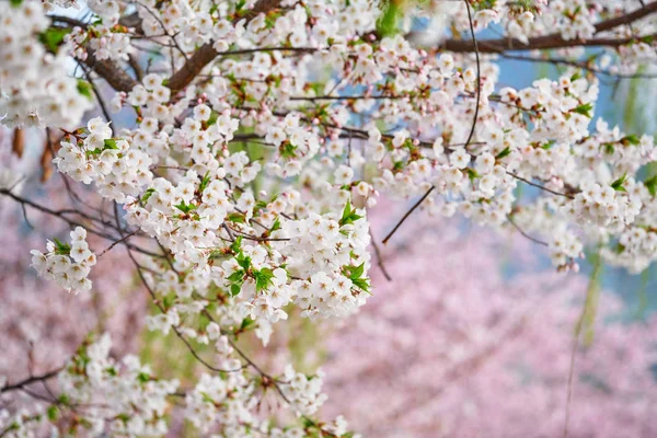 Blühende Sakura-Kirschblüte — Stockfoto