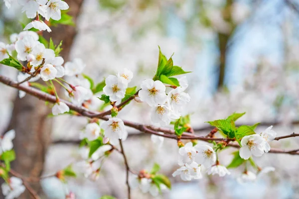 Blommande sakura körsbär blomma — Stockfoto