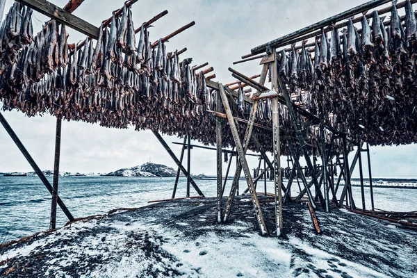 Drying flakes for stockfish cod fish in winter. Lofoten islands, — Stock Photo, Image
