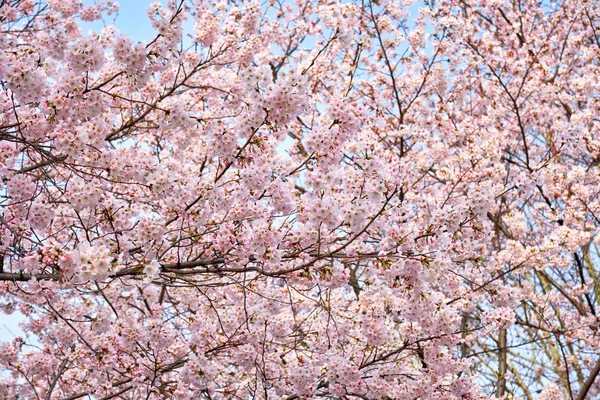 Blommande sakura körsbär blomma — Stockfoto