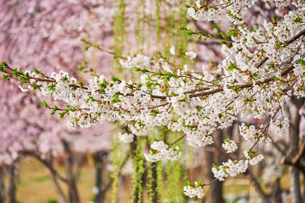 Virágzó sakura cseresznyevirág — Stock Fotó