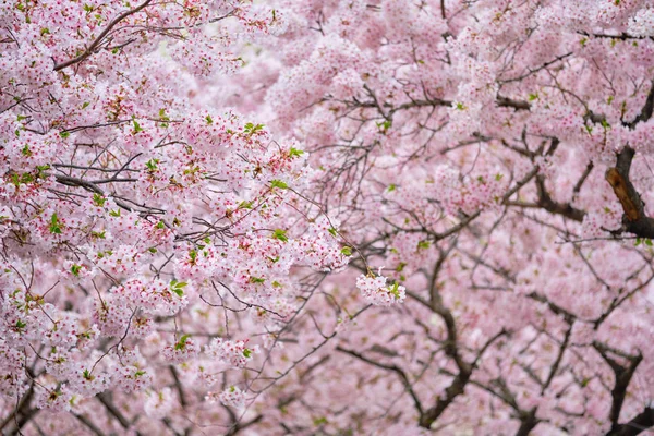 Blommande sakura körsbär blomma — Stockfoto