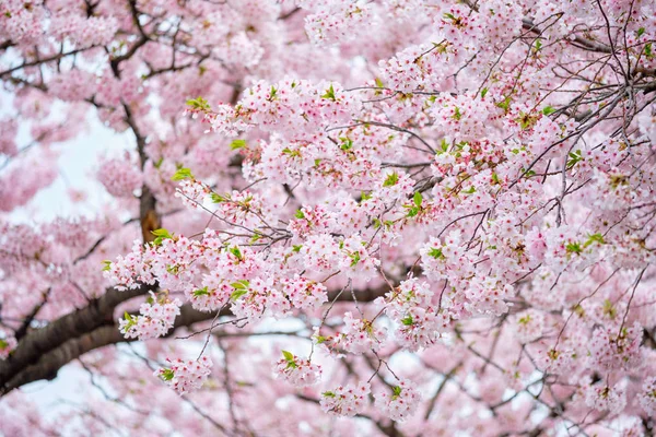 Blommande sakura körsbär blomma — Stockfoto