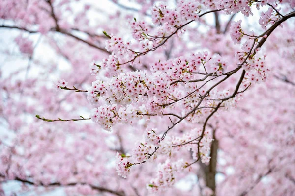 Blooming sakura cherry blossom — Stock Photo, Image