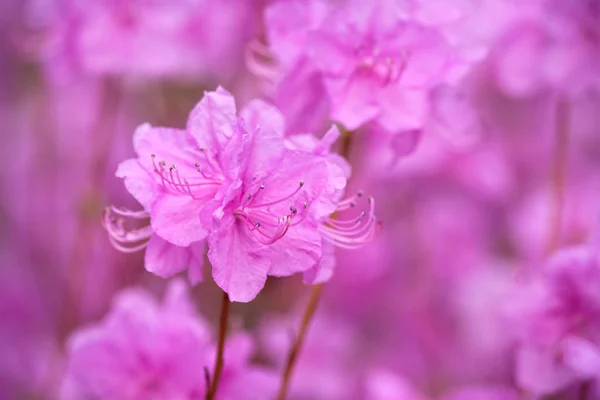 Różanecznik rododendron koreański Mucronulatum kwiat — Zdjęcie stockowe