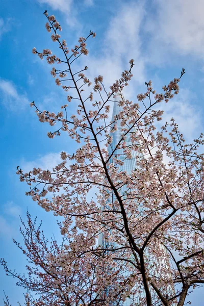 Virágzó sakura cseresznyevirág sikátor a parkban — Stock Fotó