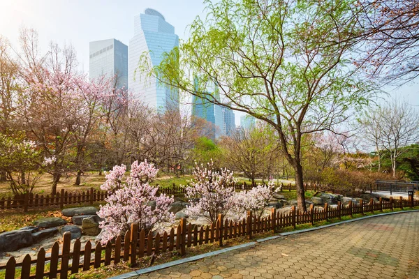 Yeouido парк в Сеулі, Корея — стокове фото