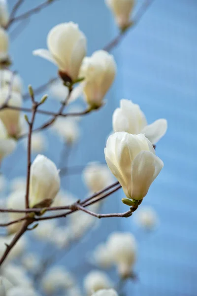 Blloming bloemen op een boom in het voorjaar — Stockfoto
