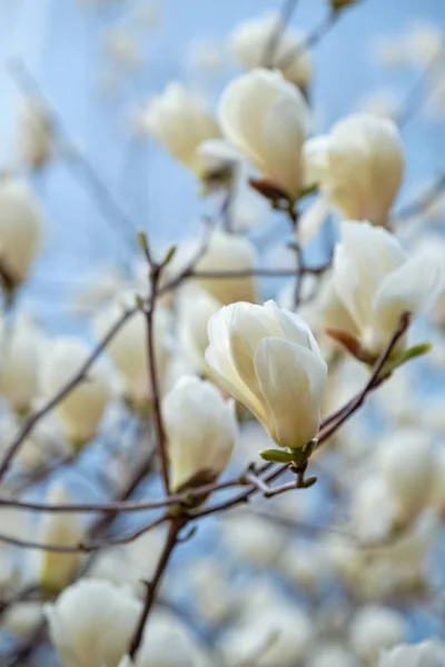 Fiori fiorenti su un albero in primavera — Foto Stock