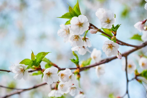 Blommande sakura körsbär blomma — Stockfoto