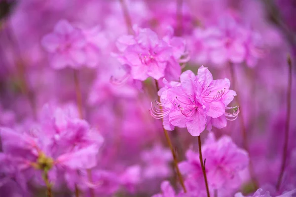 Rhododendron Mucronulatum Korean Rhododendron Bloem Close Seoul Zuid Korea — Stockfoto