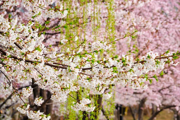 Virágzó sakura cseresznyevirág — Stock Fotó