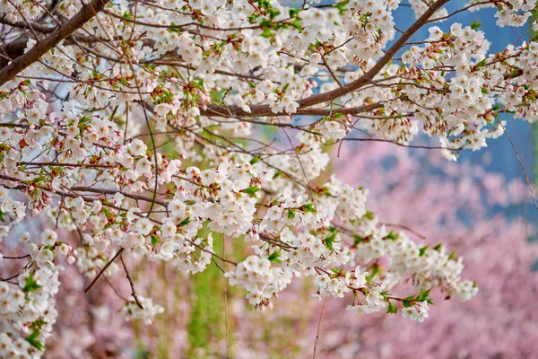 Flor de cereja Sakura florescente — Fotografia de Stock