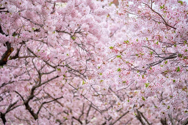 Fioritura Sakura Fiore di ciliegio — Foto Stock