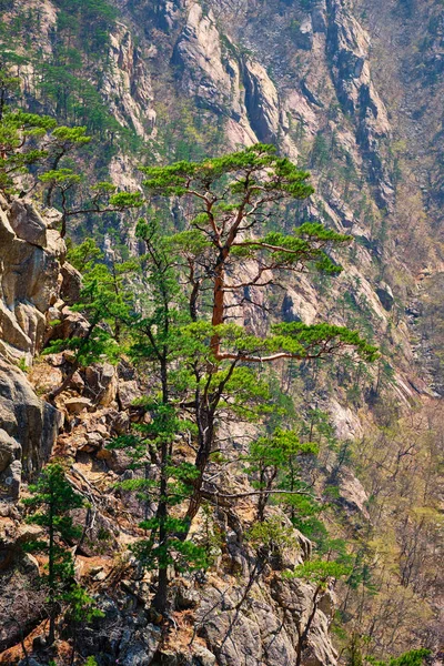 Fenyő fa és szikla szikla, Seoraksan Nemzeti Park, Dél-Korea — Stock Fotó