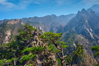 Çam ağacı ve rock cliff, Seoraksan Milli Parkı, Güney Kore