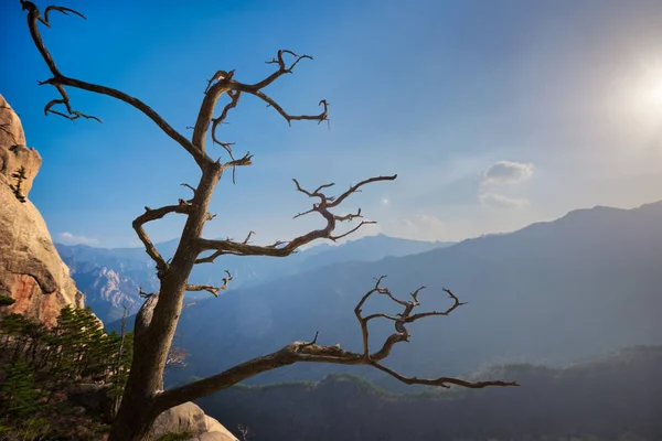 Árbol en el Parque Nacional Seoraksan, Corea del Sur — Foto de Stock