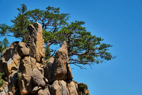 Fenyő fa és szikla szikla, Seoraksan Nemzeti Park, Dél-Korea — Stock Fotó