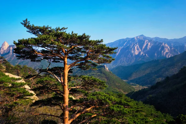 Drzewa w Parku Narodowego Seoraksan, Korea Południowa — Zdjęcie stockowe