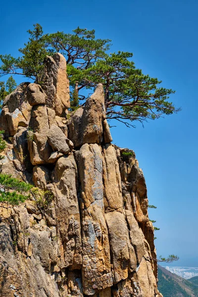 Árbol de pino y acantilado de roca, Parque Nacional Seoraksan, Corea del Sur — Foto de Stock