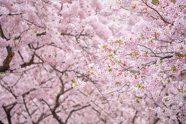 Blommande sakura körsbär blomma — Stockfoto