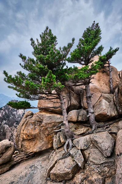 Rock met pijnbomen in Seoraksan National Park, Zuid-Korea — Stockfoto