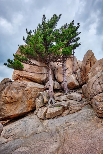 Rock ile çam ağaçları Seoraksan Milli Parkı, Güney Kore — Stok fotoğraf
