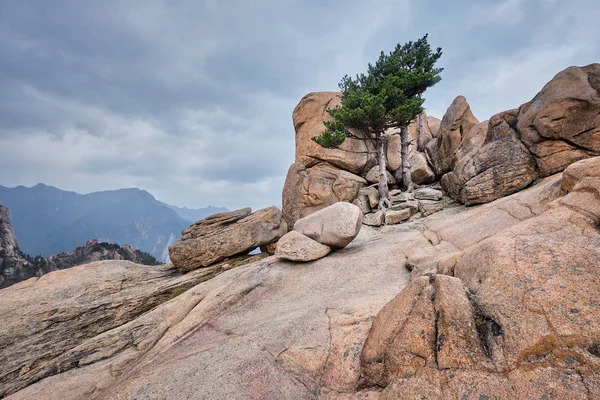 Rock z sosny w Parku Narodowego Seoraksan, Korea Południowa — Zdjęcie stockowe