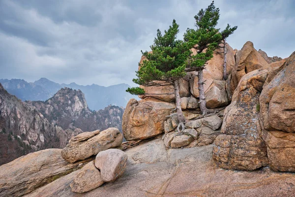 Roccia con pini nel Parco Nazionale di Seoraksan, Corea del Sud — Foto Stock