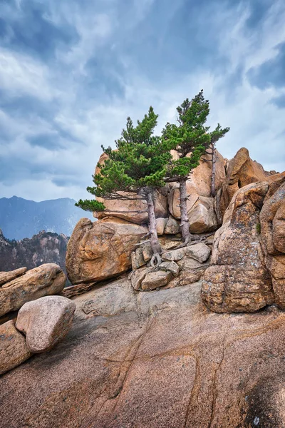 Rock med tallar i Seoraksan National Park, Sydkorea — Stockfoto