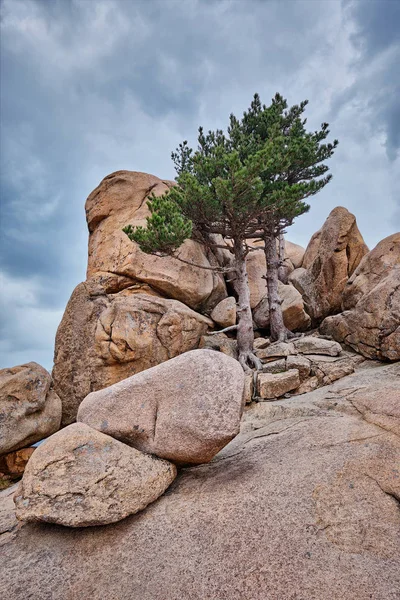 Rock ile çam ağaçları Seoraksan Milli Parkı, Güney Kore — Stok fotoğraf
