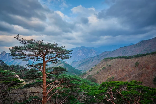 Дерево в Национальном парке Сеораксан, Южная Корея — стоковое фото